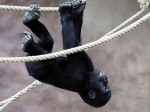 Tatu, il gorilla morto forse suicida nello zoo di Praga
